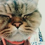 [고양이] <b>내사</b>랑냥아치들을소개해요ㅎㅎ