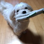 [강아지] 말티즈의 탈을 쓴 비글 똘이 3탄! 똘이가 또 왔습니당...