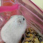 [EXO] ㅅㄷ)애완<b>동물</b>키우는애들아