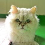 [유기견] [해피빈] 이별의 순간 얻은 허피스로 고생하는 <b>미코</b>를...