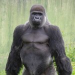 [EXO] 안녕하세여 <b>릴라</b>릴라 고릴라에염