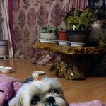 매력<b>둥이</b> 찌루를 소개합니다