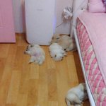 [유머판] <b>보일러</b>를 틀었더니