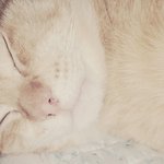 [EXO] 우리 슈슈 자는모습이다(<b>feat</b> 이빨)