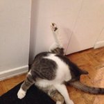 [플루토] 몬트리올 사는 고양이 플루토네 일상입니다 ^^