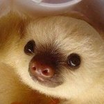<b>심</b><b>쿵</b>사 당하는 나무늘보 새끼