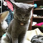 <b>집사</b>랑 싸울 기세인 고양이