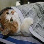 난쟁아 일찍<b>자라</b>