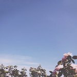 [방탄소년단] 바람이 불어 <b>꽃잎</b>이 떨어져도.
