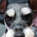 [사람견타비] 지랄견 개그견 사람견 슈나우져 타비