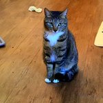 [4냥이<b>집사</b>] 오구오구 4냥이들- <b>집사</b> 괴롭히기 스킬ㅎㅎ