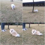 [로리로하] 포메는 사랑입니다) 로리로하 첫겨울 경험 ~!