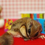 [교감] 하늘다람쥐 두루와 뭉실이에게 꾸며준 책방!