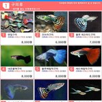 [EXO] <b>구피</b> 좀 골라주라