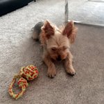 [오구오구] 울집마스코트에용