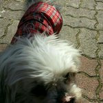 [동행세상] 짱아를 위해 기도해주세요.