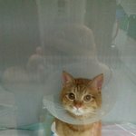 [고양이] 빵꼬네