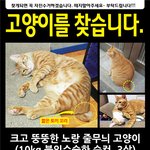 고양이를 찾습니다. 제발 도와주세요.