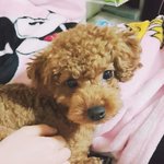 [강아지] <b>마산</b> 갈색푸들 모카를 찾습니다