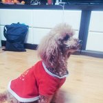 삼일절에 헤어진 우리강아지 찾습니다. 한번씩만 봐주세요 ㅠㅠ