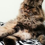 [고양이] <b>내사</b>랑냥아치2번째