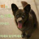[평강공주] 밤비의 가족이 되어주세요.