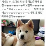 [방탄소년단] 이강아지<b>융기</b>닮음...
