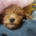 [댓글부탁해] 프로듀스101 얘랑 우리집강아지랑 <b>닮음</b>