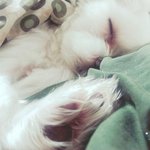 강아지가 너무많이<b>자요</b>;;;;