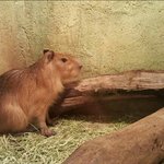 [EXO] 야 이거 무슨 <b>동물</b>인지 아는 사람