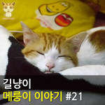 [메룽이집사] 길냥이 메룽이 이야기 #21