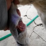 [동물학대] "진돗개 차에 매달아 질질" 사연으로 소개된 "월이"...