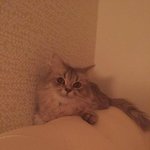 [고양이] 냥이가 오줌을 화장실에 안싸요ㅜㅜ