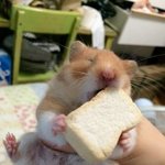 햄스터가 사랑하는 하무하무 <b>식빵</b>