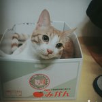 [고양이] 사가정 꽃미냥 <b>김</b><b>탄</b>군을 소개합니다2222