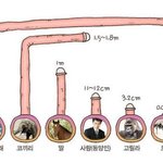 [유머판] 동물별 고추 <b>크기</b>