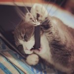 [고양이] 삼년 반려생활-요약편-