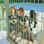 [유기견] [해피빈] 보호소 아이들의 병원비가 절실합니다.