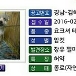 <b>김해</b>보호소에서 윤아를 찾습니다