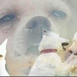 [댓글부탁해] <b>단톡</b>에 <b>톡</b>을 잘못보냈는데