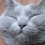 [고양이] 우리집 개냥이 또또 2