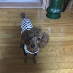 다리 골절수술 후 계속되는 파행(<b>뒷다리</b> 절음) 어떻게 해야 할까요?