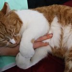 [희망해] 교통사고로 하반신기능을 잃은 길냥이 치즈를 도와주세요