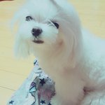 [강아지] 말티 초코 사진<b>투척</b>