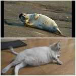 [고양이] <b>물</b>냥<b>이</b>?냥개?
