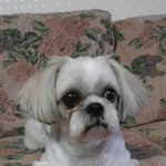 <b>매력둥이</b> 찌루를 소개합니다 2