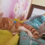 [고양이] 우리집 냥님들을 소개합니다