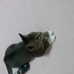 [고양이] 길<b>순이</b>를 소개합니다.^^