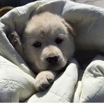 <b>옆집</b> 공장 강쥐.. 굴러들어온 강쥐..