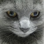 [고양이] 우리집 개냥이 또또 3